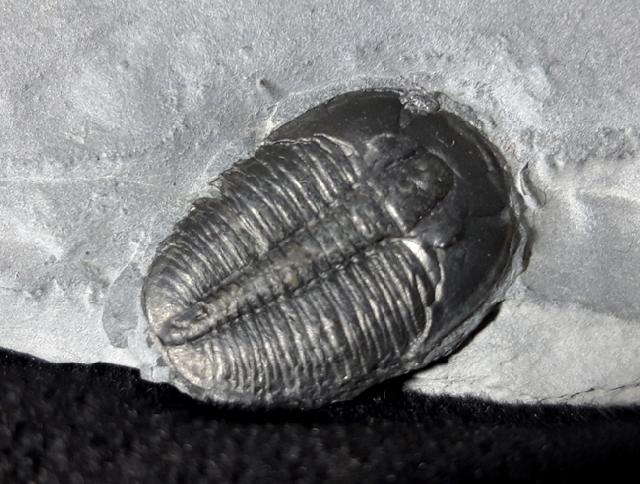 Elrathia kingii (MEEK 1870)  - Bild &copy; FossNet FossilienStore